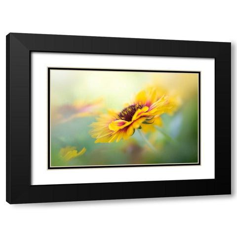 Gaillardia Black Modern Wood Framed Art Print with Double Matting by Parker, Jacky