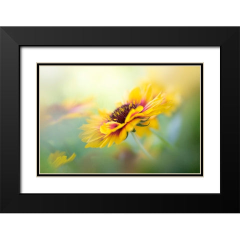 Gaillardia Black Modern Wood Framed Art Print with Double Matting by Parker, Jacky