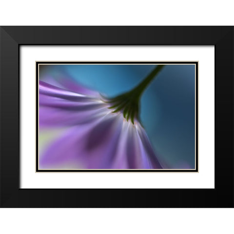 Bright Marguerites Black Modern Wood Framed Art Print with Double Matting by Westum, Heidi