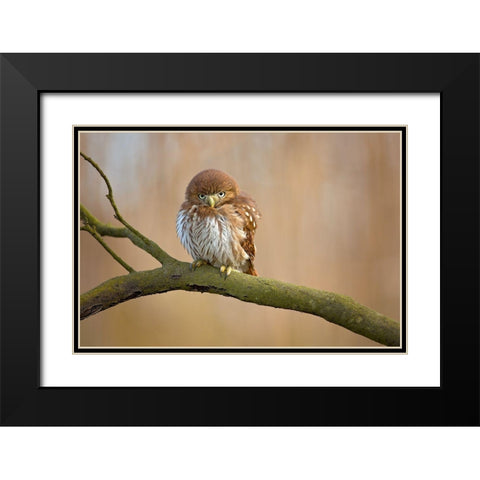 Ferruginous Pygmy Owl Black Modern Wood Framed Art Print with Double Matting by Zygmunt, Milan