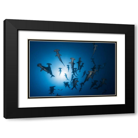 Hammerhead Shark - Underwater Photography Black Modern Wood Framed Art Print with Double Matting by Gabriel, Barathieu