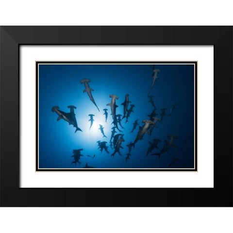 Hammerhead Shark - Underwater Photography Black Modern Wood Framed Art Print with Double Matting by Gabriel, Barathieu