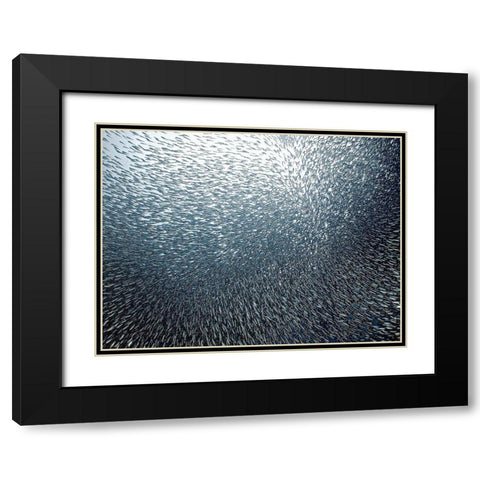 Sardines Firework Black Modern Wood Framed Art Print with Double Matting by Jager, Henry