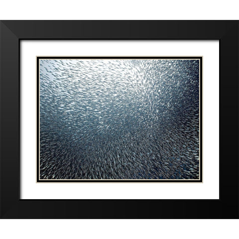 Sardines Firework Black Modern Wood Framed Art Print with Double Matting by Jager, Henry