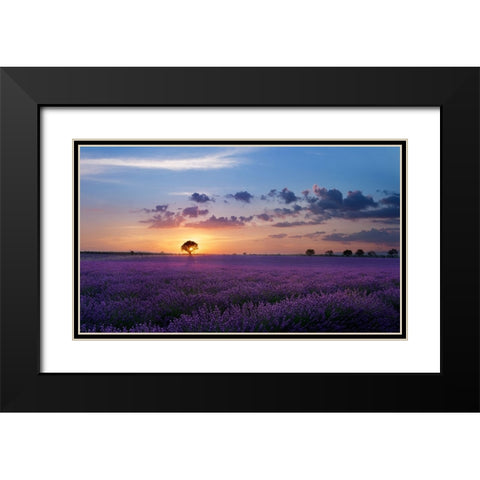 Lonely Tree In Valensole Black Modern Wood Framed Art Print with Double Matting by Bugnone, Paolo