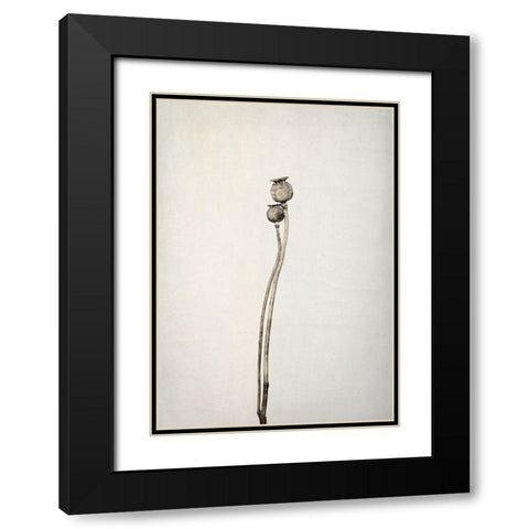 Two Old Poppies Black Modern Wood Framed Art Print with Double Matting by Gronkjar, Lotte