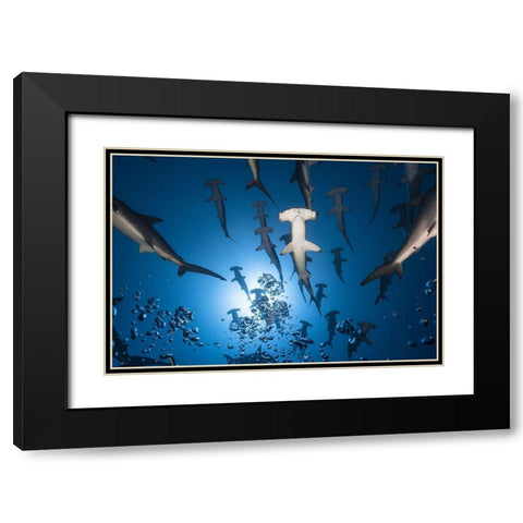 Hammerhead Shark Black Modern Wood Framed Art Print with Double Matting by Gabriel, Barathieu