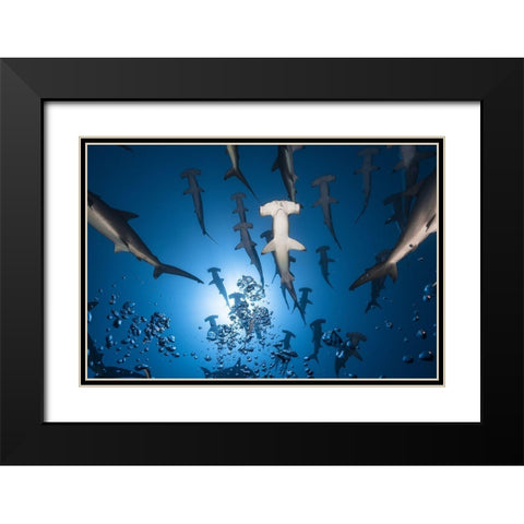 Hammerhead Shark Black Modern Wood Framed Art Print with Double Matting by Gabriel, Barathieu