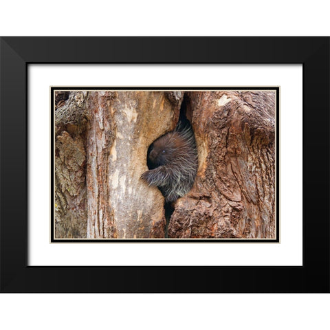Baby Porcupine In Tree Black Modern Wood Framed Art Print with Double Matting by Cumming, Jim