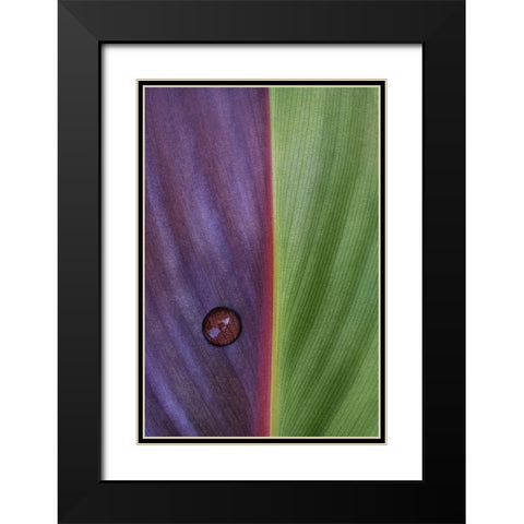Canna Black Modern Wood Framed Art Print with Double Matting by Clough, Stephen