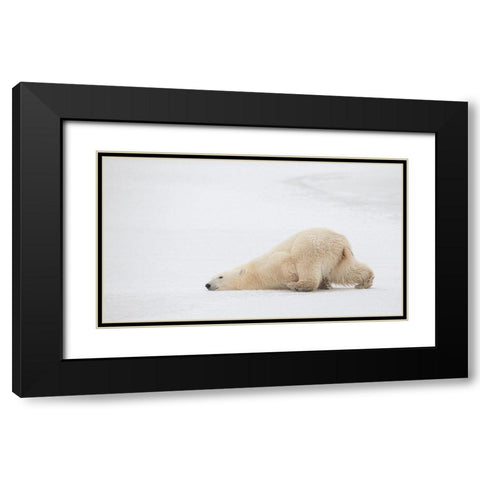 Sliding Bear Black Modern Wood Framed Art Print with Double Matting by Catta, Alessandro