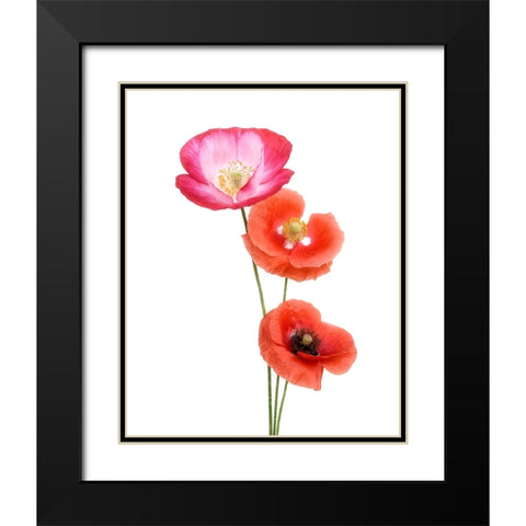 Colourful Poppies Black Modern Wood Framed Art Print with Double Matting by Gronkjar, Lotte