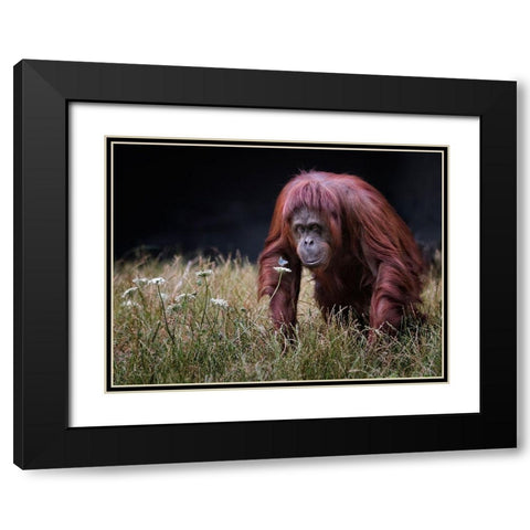 Orang-Utan With Butterfly. Black Modern Wood Framed Art Print with Double Matting by Wilkinson, Hugh
