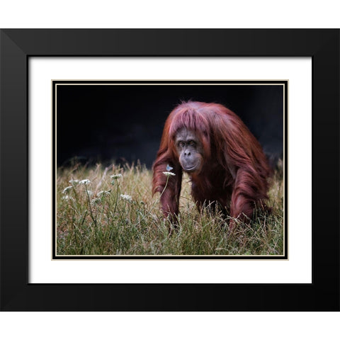 Orang-Utan With Butterfly. Black Modern Wood Framed Art Print with Double Matting by Wilkinson, Hugh