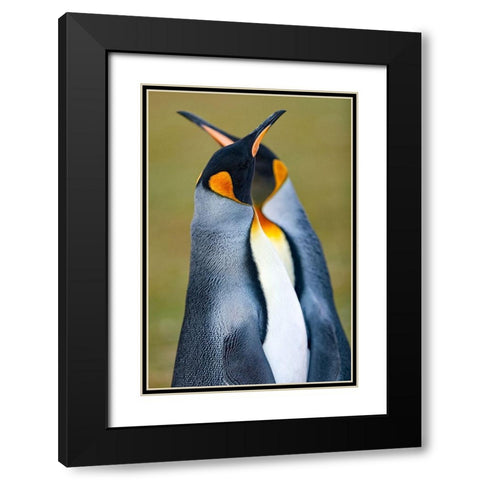 King Penguin Black Modern Wood Framed Art Print with Double Matting by Gil Raga, Joan