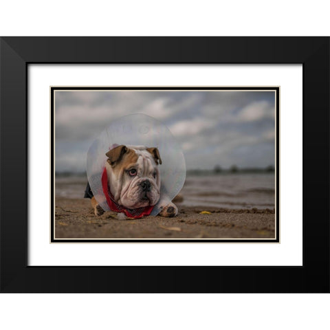 The Vet Gave Me This Collar...And I Am Not Happy With It! Black Modern Wood Framed Art Print with Double Matting by Van Den, Gert