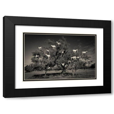 Argan Loving Goats Black Modern Wood Framed Art Print with Double Matting by Puebla, Dario