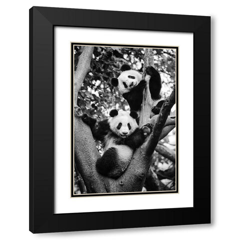 Panda World 1 Black Modern Wood Framed Art Print with Double Matting by Chengzhou, Zhou
