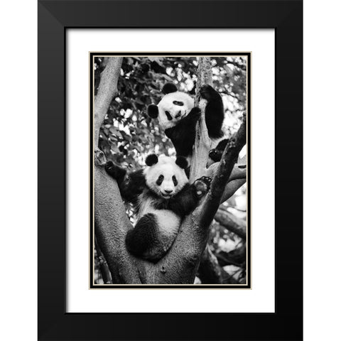 Panda World 1 Black Modern Wood Framed Art Print with Double Matting by Chengzhou, Zhou