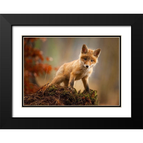 Fox Black Modern Wood Framed Art Print with Double Matting by Adamec, Robert