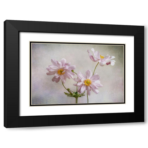 Anemones Black Modern Wood Framed Art Print with Double Matting by Disher, Mandy