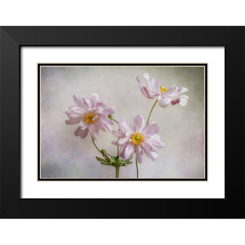 Anemones Black Modern Wood Framed Art Print with Double Matting by Disher, Mandy