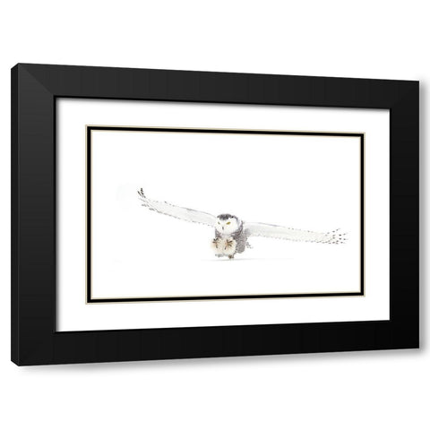 Snowy Owl Coming In For The Kill Black Modern Wood Framed Art Print with Double Matting by Cumming, Jim