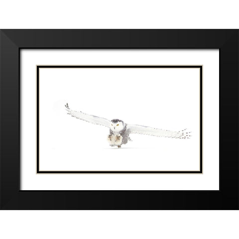 Snowy Owl Coming In For The Kill Black Modern Wood Framed Art Print with Double Matting by Cumming, Jim
