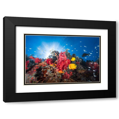 Reef Life Black Modern Wood Framed Art Print with Double Matting by Gabriel, Barathieu