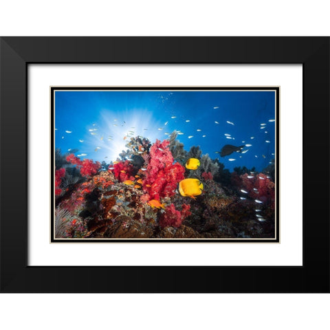 Reef Life Black Modern Wood Framed Art Print with Double Matting by Gabriel, Barathieu