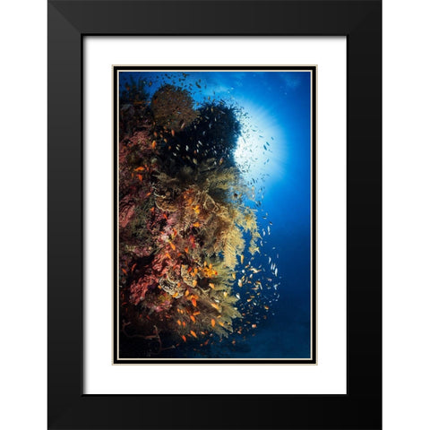 Life Explosion Black Modern Wood Framed Art Print with Double Matting by Gabriel, Barathieu