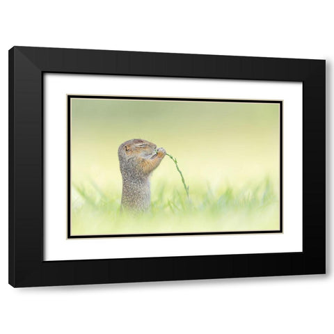 Nosing Black Modern Wood Framed Art Print with Double Matting by Spranz, Henrik