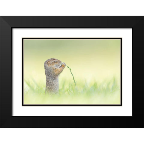 Nosing Black Modern Wood Framed Art Print with Double Matting by Spranz, Henrik