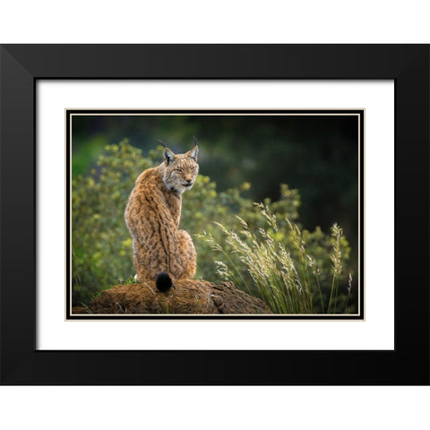 Wild Look. Black Modern Wood Framed Art Print with Double Matting by Saavedra Ruiz, Sergio
