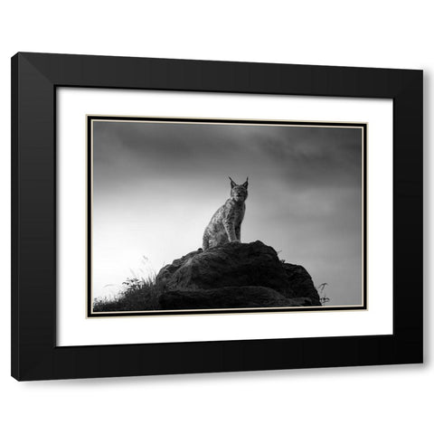Lynx Drama. Black Modern Wood Framed Art Print with Double Matting by Saavedra Ruiz, Sergio