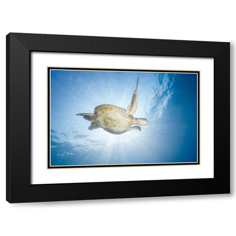 Sea Turtle - Green Turtle Black Modern Wood Framed Art Print with Double Matting by Gabriel, Barathieu