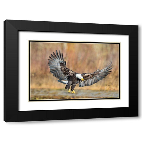 Eagle Flight Black Modern Wood Framed Art Print with Double Matting by Centioli, Mike