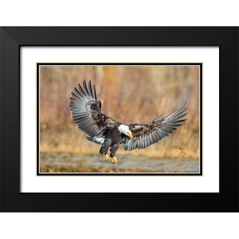 Eagle Flight Black Modern Wood Framed Art Print with Double Matting by Centioli, Mike