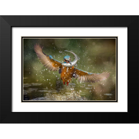 Kingfisher Black Modern Wood Framed Art Print with Double Matting by Ghizzi Panizza, Alberto
