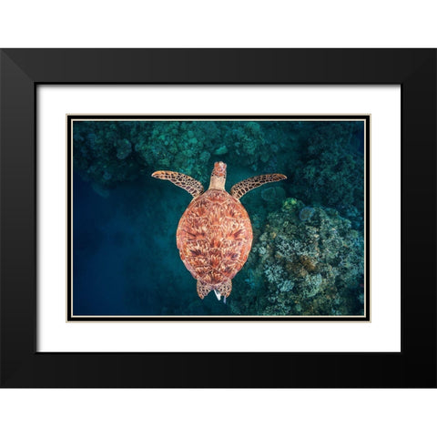 Flying Over The Reef Black Modern Wood Framed Art Print with Double Matting by Gabriel, Barathieu