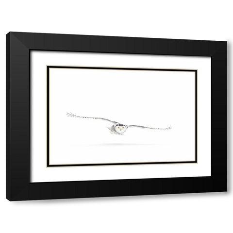 Snowy Owl On The Hunt Black Modern Wood Framed Art Print with Double Matting by Cumming, Jim