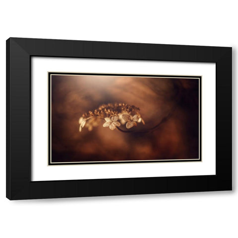 Withe Hydrangea Black Modern Wood Framed Art Print with Double Matting by Suzuki, Takashi