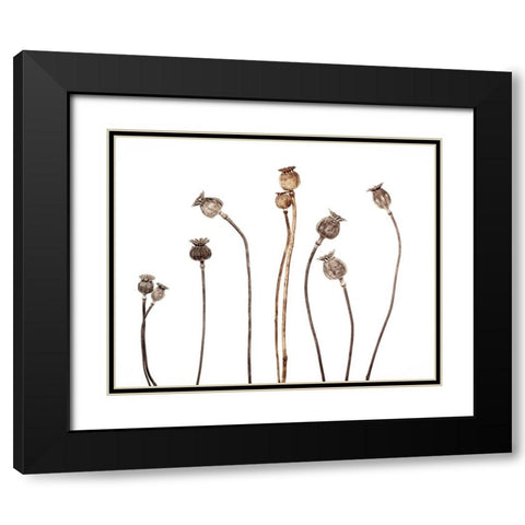 Poppies Black Modern Wood Framed Art Print with Double Matting by Gronkjar, Lotte