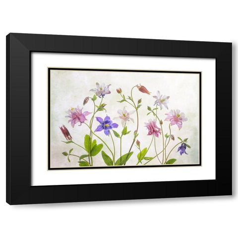 Columbine Black Modern Wood Framed Art Print with Double Matting by Disher, Mandy
