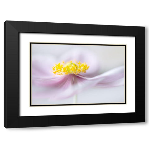 Anemone Black Modern Wood Framed Art Print with Double Matting by Disher, Mandy
