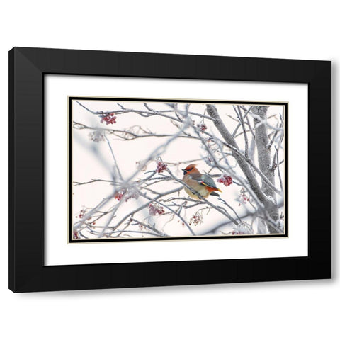 Waxwing Black Modern Wood Framed Art Print with Double Matting by Selezenev, Konstantin
