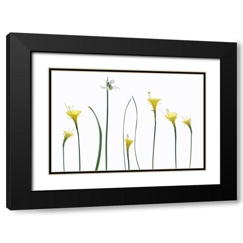 Spring Flowers Black Modern Wood Framed Art Print with Double Matting by Gronkjar, Lotte