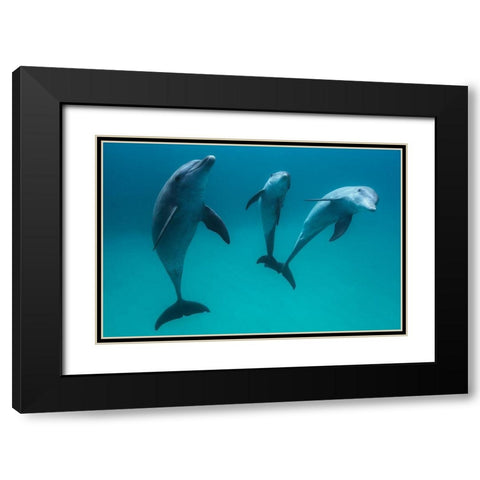 Bottlenose Dolphins Black Modern Wood Framed Art Print with Double Matting by Gabriel, Barathieu