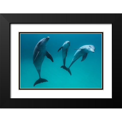 Bottlenose Dolphins Black Modern Wood Framed Art Print with Double Matting by Gabriel, Barathieu