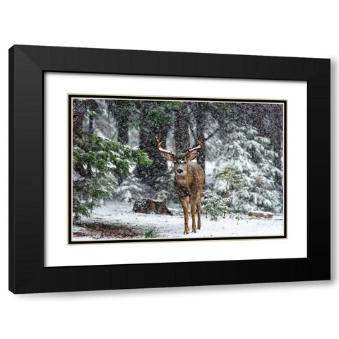 Snow Storm And The Buck Deer Black Modern Wood Framed Art Print with Double Matting by Reames, Teri